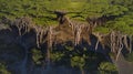 Tuscany pines forest landscape. view from drone