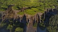 Tuscany pines forest landscape. view from drone