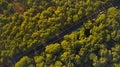 Tuscany pines forest landscape. view from drone