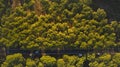 Tuscany pines forest landscape. view from drone