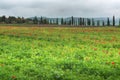 Tuscany, rural landscape. Countryside farm, cypresses trees, green field, cloudy day Royalty Free Stock Photo