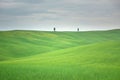 Tuscany, rural landscape. Countryside farm, cypresses trees, green field, cloudy day Royalty Free Stock Photo