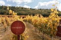 Tuscany, Sangiovese vineyards in autumn. Italy Royalty Free Stock Photo