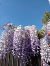 Tuscany sky wisteria Royalty Free Stock Photo