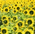 Tuscany sunflowers with blurred background. Royalty Free Stock Photo