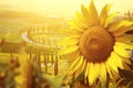 Tuscany sunflowers Royalty Free Stock Photo