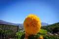 Tuscany sunflowers Royalty Free Stock Photo