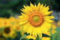 Tuscany sunflowers Royalty Free Stock Photo