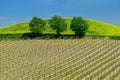 Tuscany vineyard in the spring time with green trees and blue sky Royalty Free Stock Photo