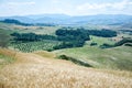 Tuscany wheat field and beautiful landscape. Italy Royalty Free Stock Photo