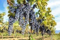 Tuscany wine grapes Royalty Free Stock Photo