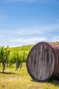 Tuscany wineyard Royalty Free Stock Photo