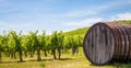 Tuscany wineyard Royalty Free Stock Photo