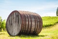 Tuscany wineyard Royalty Free Stock Photo