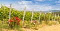 Tuscany Wineyard Royalty Free Stock Photo