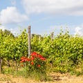 Tuscany Wineyard Royalty Free Stock Photo
