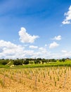 Tuscany Wineyard