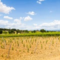 Tuscany Wineyard