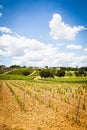 Tuscany Wineyard