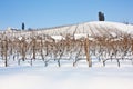 Tuscany: wineyard in winter