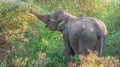 A tusk-less Asian elephant eating in the jungles of Sri Lanka.