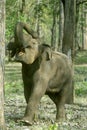 Tusk-less bull elephant demonstrating Royalty Free Stock Photo