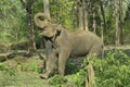 Tusk-less bull elephant demonstrating Royalty Free Stock Photo