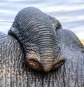 Tusk of indian elefant in the camp Royalty Free Stock Photo