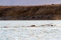 Tusk of male narwhal in pod