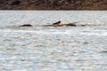 Tusk of narwhal, Croker Bay, Nunavut, Canada