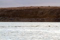 Tusk of narwhal in pod, Croker Bay, Nunavut, Canada