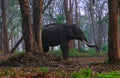 A Tusked Indian Elephant standing among Trees in Wild Forest - Nilgiri Biosphere Reserve, India Royalty Free Stock Photo