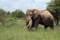 Tusker Royalty Free Stock Photo