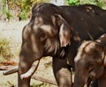 Tusker with baby elephant