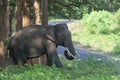 Tusker Crossing coming out of forest,Kabini,Nagarhole,Karnataka,India