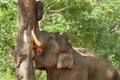 Tusker debarking a tree Royalty Free Stock Photo