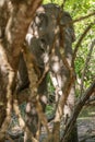 Tusker Elephant resting under the shade of the trees with sunlight filtering through the leaves. The dappled light creates Royalty Free Stock Photo