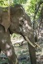 Tusker Elephant resting under the shade of the trees with sunlight filtering through the leaves. The dappled light creates Royalty Free Stock Photo