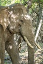 Tusker Elephant resting under the shade of the trees with sunlight filtering through the leaves. The dappled light creates Royalty Free Stock Photo