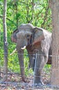 Tusker: Male Elephant in front of electric fencing in an Indian forest. Royalty Free Stock Photo