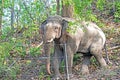 Tusker: Male Elephant in front of electric fencing in an Indian forest. Royalty Free Stock Photo