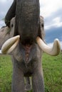 The tusks and trunk and open mouth of the Asian elephant. Very close. Unusual point of shooting. Indonesia. Sumatra.