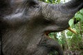 The tusks and trunk and open mouth of the Asian elephant. Very close. Unusual point of shooting. Indonesia. Sumatra.