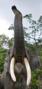 The Tusks And Trunk And Open Mouth Of The Asian Elephant. Very Close. Unusual Point Of Shooting. Indonesia. Sumatra.