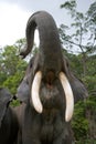 The tusks and trunk and open mouth of the Asian elephant. Very close. Unusual point of shooting. Indonesia. Sumatra.