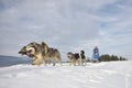 TUSNAD, ROMANIA - february 02: portrait of dogs participating in the Dog Sled Racing Contest. On February 02, 2019 in TUSNAD, Royalty Free Stock Photo