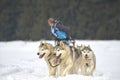 TUSNAD, ROMANIA - february 02: portrait of dogs participating in the Dog Sled Racing Contest. On February 02, 2019 in TUSNAD, Royalty Free Stock Photo