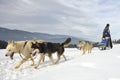 TUSNAD, ROMANIA - february 02: portrait of dogs participating in the Dog Sled Racing Contest. On February 02, 2019 in TUSNAD, Royalty Free Stock Photo