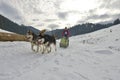 TUSNAD, ROMANIA - february 02: portrait of dogs participating in the Dog Sled Racing Contest. On February 02, 2019 in TUSNAD, Royalty Free Stock Photo