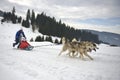 TUSNAD, ROMANIA - february 02: portrait of dogs participating in the Dog Sled Racing Contest. On February 02, 2019 in TUSNAD, Royalty Free Stock Photo